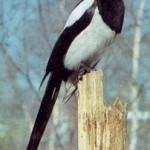 Сорока в славянском языческой мифологии