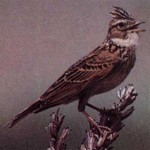 Жаворонок в славянской языческой мифологии