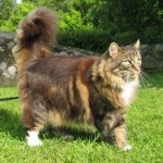 Кошка в славянской языческой мифологии