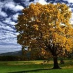 Клен (явор) в славянской языческой традиции