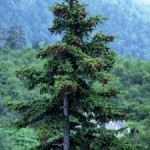 Ель, Пихта в славянской языческой традиции