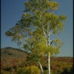 Берёза в славянской языческой традиции