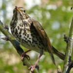 Кукушка в славянской языческой мифологии