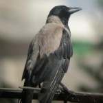 Ворона в славянской языческой мифологии