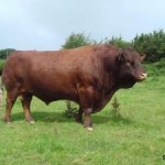 Бык в славянской языческой мифологии