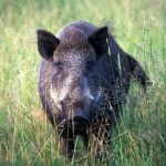 Кабан в славянской языческой мифологии