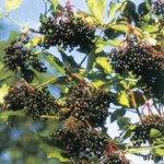 Бузина в славянской языческой мифологии