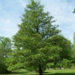 Ольха в славянской языческой мифологии