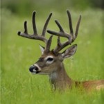 Олень  в славянской языческой мифологии