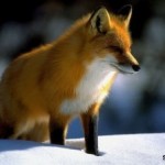 Лиса в славянской язычекой мифологии