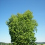 Осина в славянской языческой мифологии