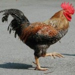 Петух в славянской языческой мифологии