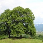 Липа в славянской языческой мифологии