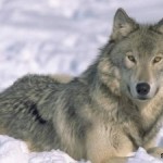 Волк в славянской языческой мифологии