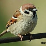 Воробей в славянской языческой мифологии