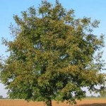 Орех в славянской языческой мифологии